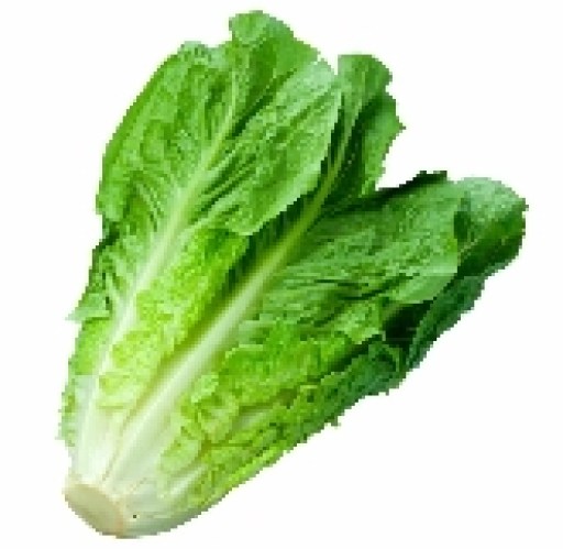 lechuga costina